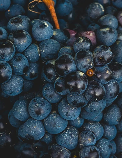 Primitivo