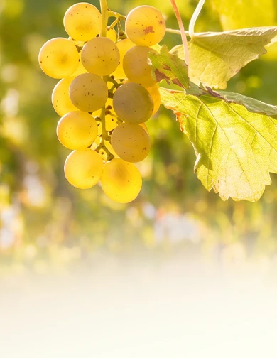 Sauvignon Blanc