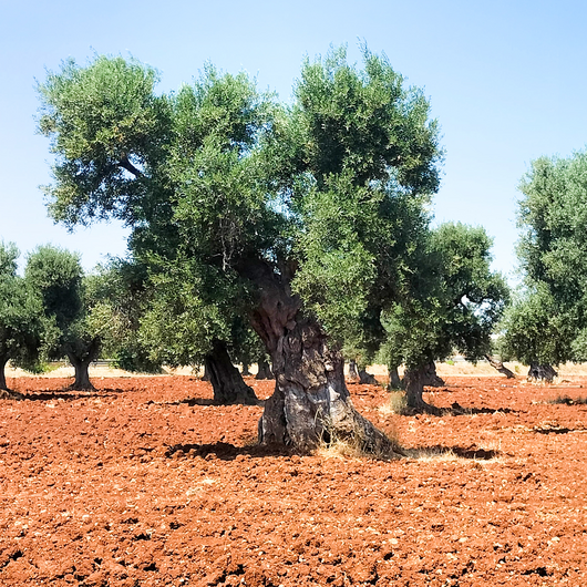 Passarolio Extra Vergine di Oliva